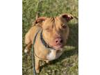 Adopt CASHEW a American Staffordshire Terrier