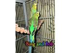 Adopt Bing and Bob a Budgie / Budgerigar