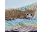 Adopt Dasher a Tabby