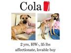 Adopt Cola a Mixed Breed