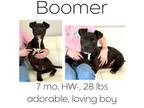 Adopt Boomer a Mixed Breed