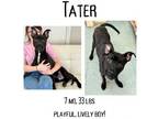 Adopt Tater a Mixed Breed