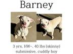Adopt Barney a Mixed Breed