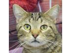 Adopt Voorhees a Tabby, Domestic Short Hair