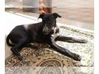 Afghan Hound-Saluki Mix DOG FOR ADOPTION RGADN-1205226 - Layla - Afghan Hound /