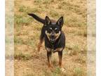 Pineranian DOG FOR ADOPTION RGADN-1205232 - Topper - Miniature Pinscher /