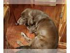 Labrador Retriever DOG FOR ADOPTION RGADN-1205236 - Gabbi - Labrador Retriever