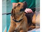 Shepweiller DOG FOR ADOPTION RGADN-1205238 - Pappy - German Shepherd Dog /