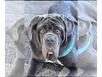 Neapolitan Mastiff DOG FOR ADOPTION RGADN-1205243 - Shelby - Neapolitan Mastiff