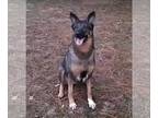 German Shepherd Dog Mix DOG FOR ADOPTION RGADN-1205244 - Diamond - German