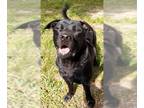 Chow Chow Mix DOG FOR ADOPTION RGADN-1205245 - Max - Black Labrador Retriever /