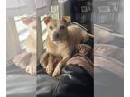 Chinese Shar-Pei-Labrador Retriever Mix DOG FOR ADOPTION RGADN-1205247 - Josie:
