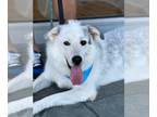 Great Pyrenees Mix DOG FOR ADOPTION RGADN-1205250 - Cheez-it - Great Pyrenees /