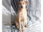 Labrador Retriever Mix DOG FOR ADOPTION RGADN-1205252 - Polly - Labrador