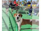 Beagle Mix DOG FOR ADOPTION RGADN-1205253 - Dodger - Beagle / Hound / Mixed