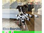 American Staffordshire Terrier-Catahoula Leopard Dog Mix DOG FOR ADOPTION