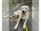 Great Pyrenees Mix DOG FOR ADOPTION RGADN-1205284 - Zero aka Indy - Great