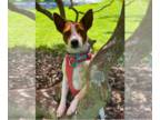 Rat Terrier Mix DOG FOR ADOPTION RGADN-1205288 - Sissy - Cattle dog in costume!
