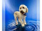 Goldendoodle (Miniature) DOG FOR ADOPTION RGADN-1205298 - Remy - Golden