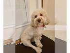 Cocker Spaniel-Poodle (Miniature) Mix DOG FOR ADOPTION RGADN-1205330 - Bailey -