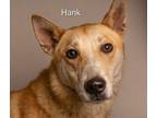 Adopt Hank Junior a Carolina Dog, Husky