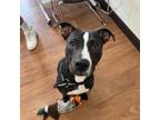 Adopt Kash (140192) (In a Foster Home) a Pit Bull Terrier, Mixed Breed