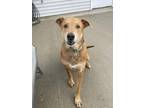 Adopt Loki (FKA Snoodle) a Labrador Retriever, Mixed Breed