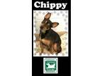 Adopt Chippy a Miniature Pinscher