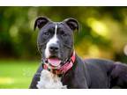 Adopt Diesel a American Staffordshire Terrier, Pit Bull Terrier