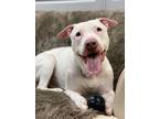 Adopt Mashed Potatoes a Pit Bull Terrier