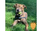 Adopt Porcupine a Hound, Pit Bull Terrier