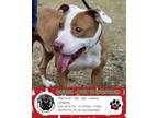 Adopt BUDDY 554D23 a Pit Bull Terrier