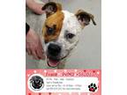 Adopt FRANK 583D23 a Pit Bull Terrier
