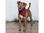 Adopt Riddik a Pit Bull Terrier, American Staffordshire Terrier