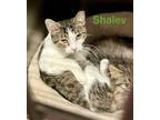 Adopt Shalev ****Working Cat**** a Domestic Short Hair