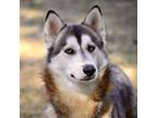 Adopt Scout a Husky, Mixed Breed