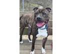 Adopt Buster a American Staffordshire Terrier, Pit Bull Terrier
