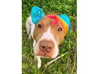 Adopt Spider a Pit Bull Terrier