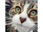 Adopt Ace a Domestic Long Hair