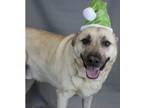 Adopt August a Labrador Retriever