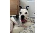 Adopt Monty a Pit Bull Terrier, Boxer