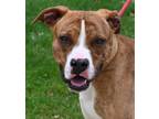 Adopt Duff- UPDATED!! REDUCED ADOPTION FEE a Boxer