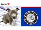 Adopt BORIES a Pit Bull Terrier