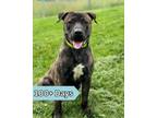 Adopt Milkbone a Pit Bull Terrier