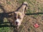 Adopt CHEDDAR a Pit Bull Terrier, Mixed Breed