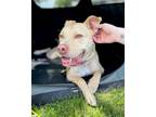Adopt Cash Two a Pit Bull Terrier