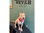 Adopt Cash Two a Pit Bull Terrier