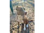 Adopt Rhett a Pit Bull Terrier