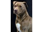 Adopt Sid a Staffordshire Bull Terrier