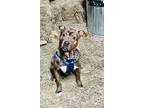 Adopt Sutton a Catahoula Leopard Dog, Terrier